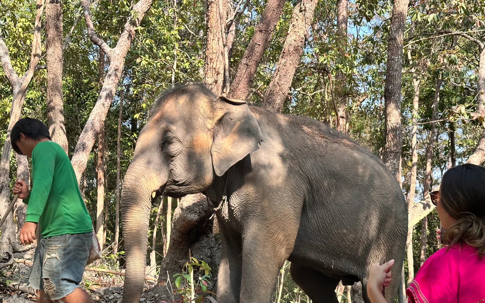 A sanctuary elephant outside Chiang Mai — no chair, no tourist on its back